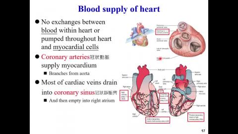 1122護理系生理學_張雅雯教授授課_1130429_Heart 
