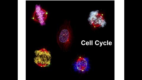 細胞生物學 cell cycle 預錄檔案