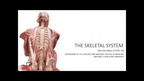 2024-07-11 骨骼系統.mp4