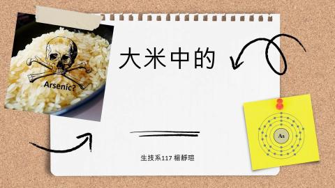 (63977)D1131125-9_1131TIDL生活中的毒物(課調老師:生理所張雅雯教授)_生技系楊靜瑄_113.11.25_大米中的砷