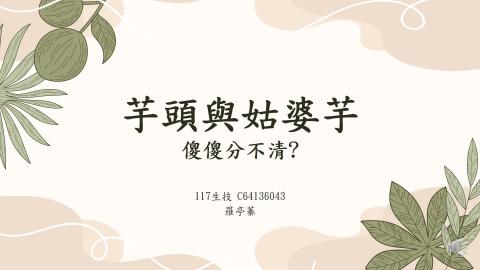 (64009)D1131209-10_1131TIDL生活中的毒物(課調老師:生理所張雅雯教授)_生技系羅亭蓁_113.12.9_芋頭與姑婆芋