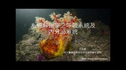 2024-08-01 呼吸、內分泌系統.mp4