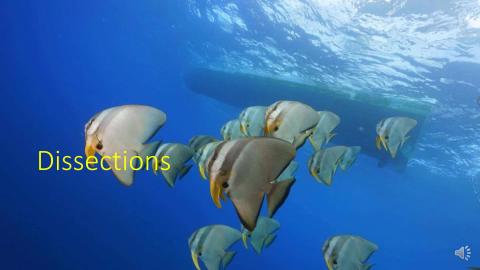 2-3 Heart Dissections.mp4