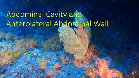 Abdominal Cavity and Anterolateral Abdominal Wall.mp4