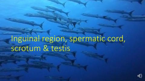 5.1.  inguinal scrutom testis.mp4