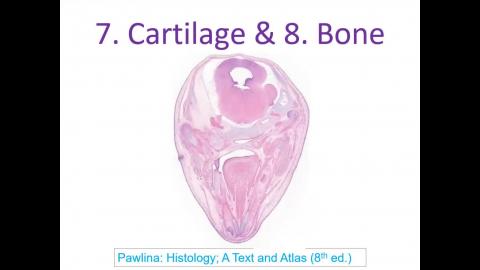 Histology Cartilage & bone (2023完整授課).mp4