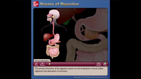 Ch15 Video 1 Organs of Digestion.mp4