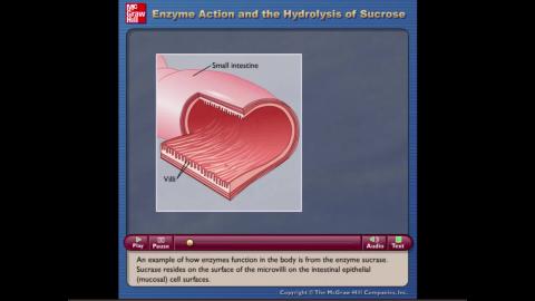 Ch15 Video 2 Enzyme Action and the Hydrolysis of Sucrose.mp4
