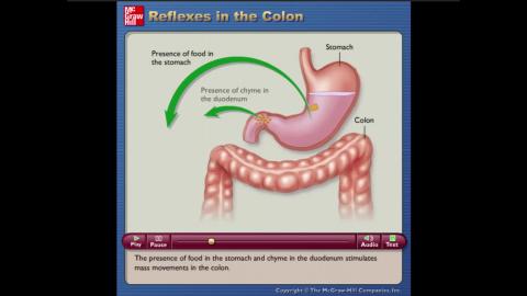 Ch15 Video 3 Reflexes in the Colon.mp4