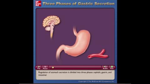 Ch15 Video 4 Three Phases of Gastric Secretion.mp4