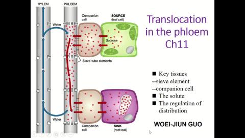 植生線上教學-20241004-1.mp4