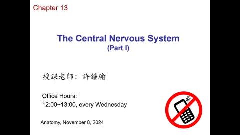 2024.11.8 解剖學 Ch13-Central nervous system