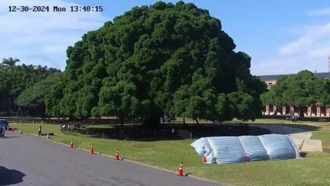 成大主榕修剪.mp4