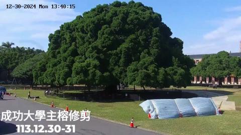 成大主榕修剪.mp4