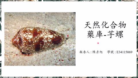 (66192)D1140519-14_1132TIDL生活中的毒物(課調老師:生理所張雅雯教授)_化工系陳彥旭_114.5.19_天然化合物藥庫-芋螺