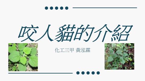 (66219)D1140602-11_1132TIDL生活中的毒物(課調老師:生理所張雅雯教授)_化工系黃泓霖_114.6.2_咬人貓的毒性