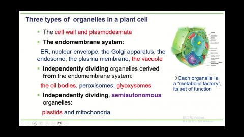 Plant cell-II-video-B.mp4