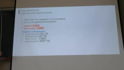 Scapular region-2.mp4