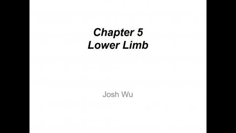 Lower limb_Superficial fascia