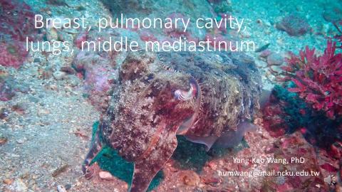 2. Breast, pulmonary cavity, lung, middle mediastinum.mp4