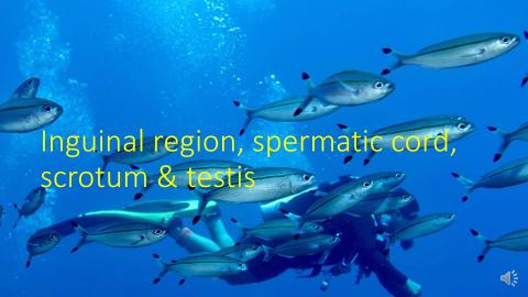 6.  inguinal scrutom testis.mp4