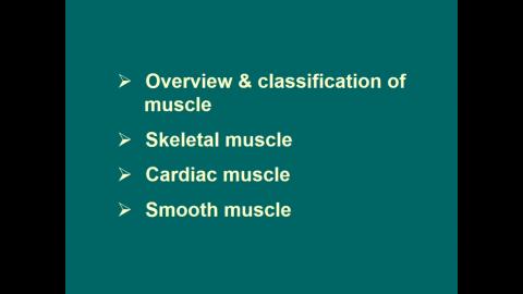 Histology Muscle 完整版