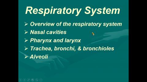 Histology Respiratory system 完整版.mp4