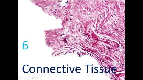 Histoligy CT & Adipose-2024