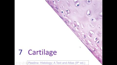 Histology Cartilage & Bone-2024