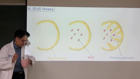 胚胎學_Reproductive system 2.mov