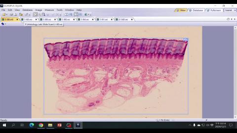 2024 Integumentary system Demo.mp4