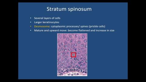 2024 Integumentary system-2.mp4