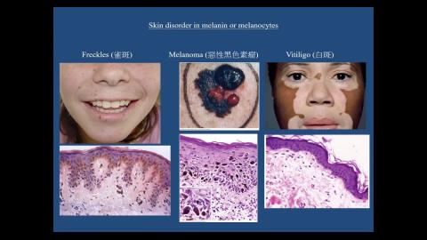 2024 Integumentary system-3.mp4