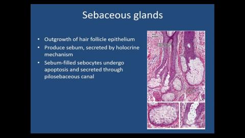 2024 Integumentary system-4.mp4
