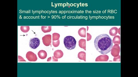 2021 Blood 完整版-3.mp4