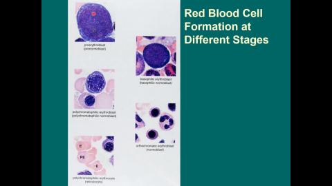 2021 Blood 完整版-4.mp4