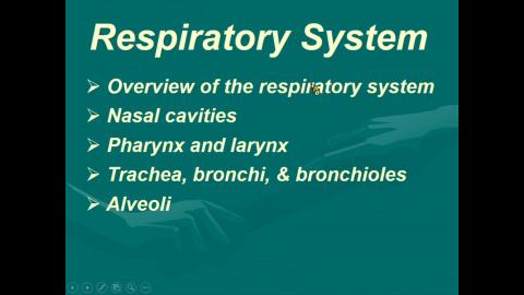2020 Respiratory system 完整版-1.mp4