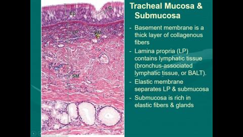 2020 Respiratory system 完整版-2.mp4