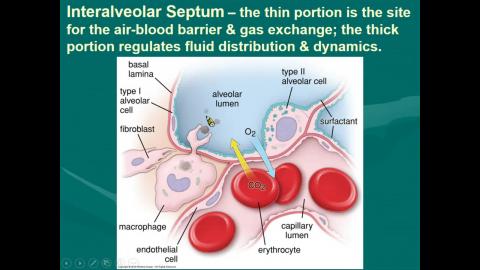 2020 Respiratory system 完整版-3.mp4