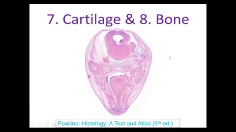 2024 Cartilage & Bone Demo-1.mp4