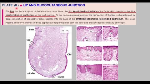 2024 Digestive system I Demo.mp4