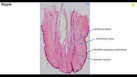 2024 Review Female reproductive system-4.mp4