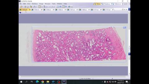 2024 Male reproductive system Demo.mp4