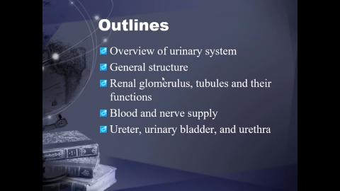 2023 Urinary system-1.mp4