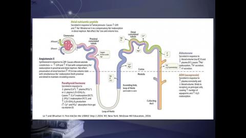 2023 Urinary system-3.mp4