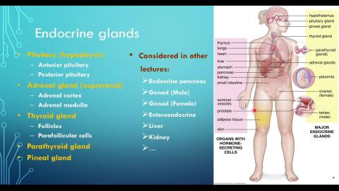 2024 Endocrine-1.mp4