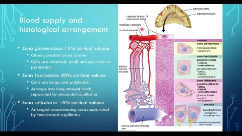 2024 Endocrine-3.mp4