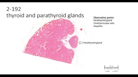 2024 Endocrine Demo-2.mp4
