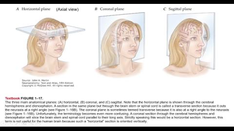 Neuroanatomy Introduction-1.mp4