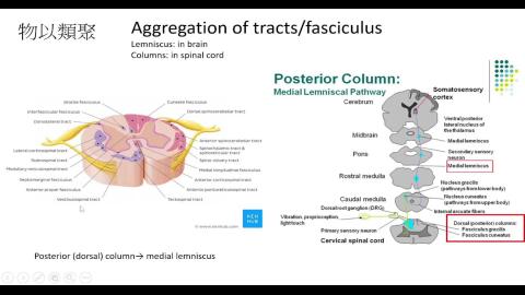 Neuroanatomy Introduction-2.mp4